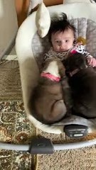 Baby Swings With Puppy Pals