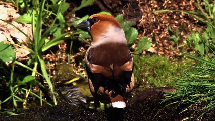 Water Life - Borrowed Water