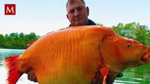 Hallan al pez dorado más grande del mundo; así luce ‘La Zanahoria'