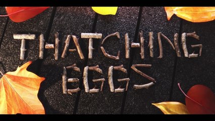 Animasi Burung & Telur Viral 🐦