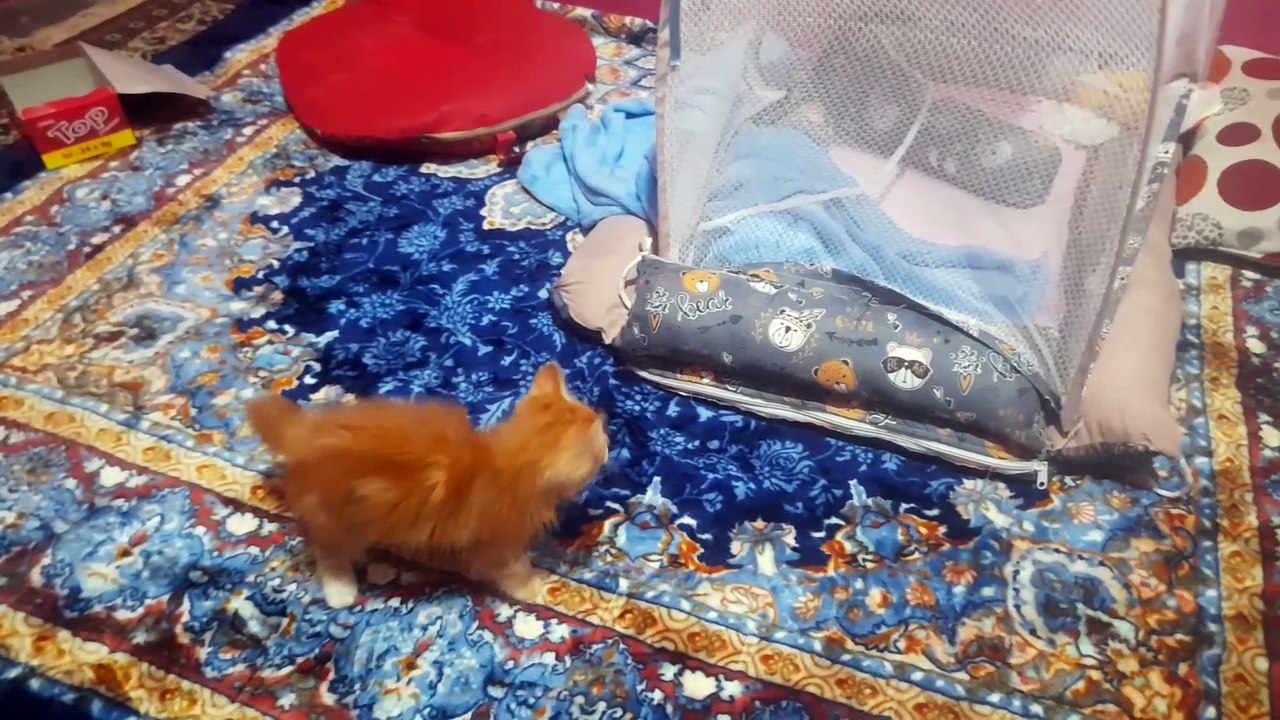 cute but naughty kitten