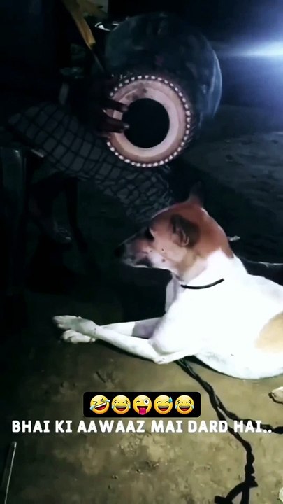 New singer new song New audio new singer dog , dhol mix Dog Song