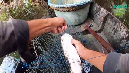 KETIKA RAWA SEMAKIN SURUT INILAH YANG TERJADI PESTA IKAN BESAR DI RAWA INI