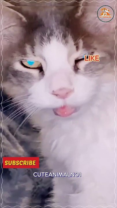 video,cat tv birds,hilarious cat videos,funny cat videos 2022,video for cats to watch,cute and funny cat videos,animals video,cat sounds youtube video