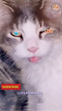 video,cat tv birds,hilarious cat videos,funny cat videos 2022,video for cats to watch,cute and funny cat videos,animals video,cat sounds youtube video