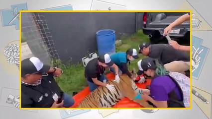 ¿Qué ha pasado con los animales de circo tras la prohibición de su uso? | El Asalto a la Razón