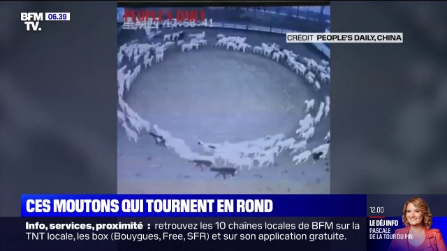En Chine, un troupeau de moutons tourne en rond de façon inexpliquée pendant au moins 12 jours