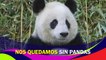 Nos estamos quedando sin pandas; México alberga al único en su especie en Latinoamérica