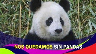 Nos estamos quedando sin pandas; México alberga al único en su especie en Latinoamérica