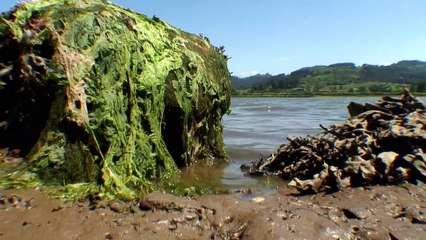 Water Life - Kingdom of Tides