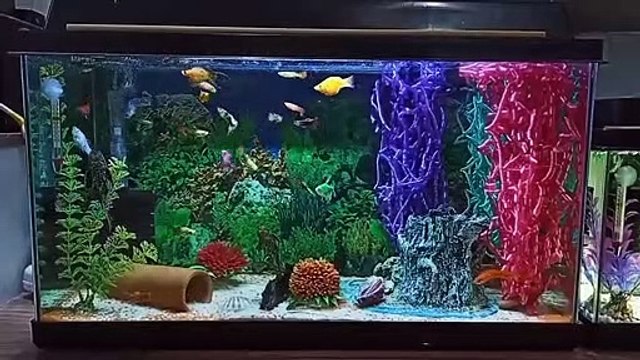 Lepistes Zebra ve Moli Balıkları Uyumu (Akvaryum Düzenleme)