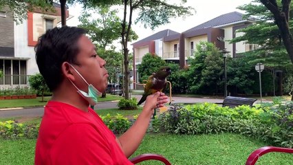 Freefly patagonian conure ditaman