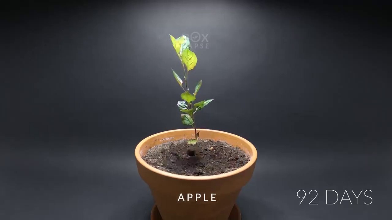 800 days in 8 minutes - Growing Plants Time Lapse Compilation