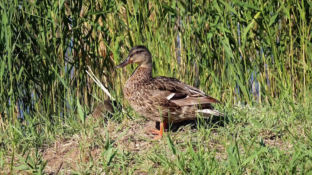 Ducks Animals Collection