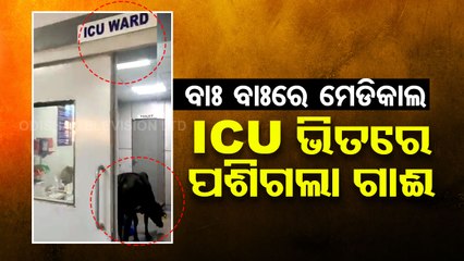 Special Story | Cow wanders into ICU ward of hospital, video goes viral