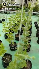 menanam tanaman yg bermanfaat