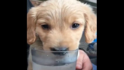 The Best Two Minutes of Funny Cats and Dog Videos in 2022