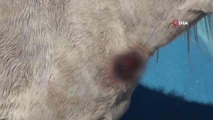 Hırsızların polisi görünce terk ettiği yaralı ata belediye sahip çıktı