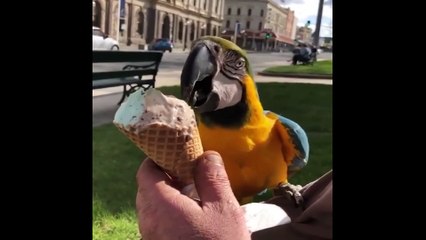 Top TikTok Funny Animals Video 2022 - Newest