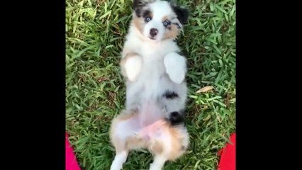 Best TikTok Funny Animals Video 2022, Newest Cats and Dogs