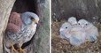 Angleterre : un rapace mâle endosse le rôle de la maman qui a quitté le nid pour sauver ses petits