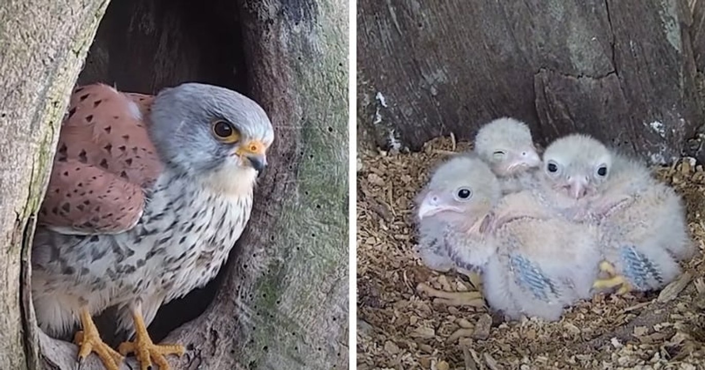 Angleterre : un rapace mâle endosse le rôle de la maman qui a quitté le nid pour sauver ses petits