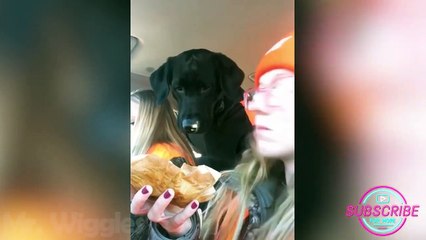 The funniest DOGS on the internet!