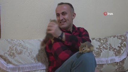 Köy öğretmeni beslediği sincaplara çocuğu gibi bakıyor