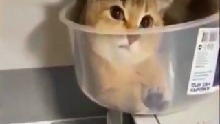#cute #lovely #cat Leave Me Alone #funny #viral #youtubeshorts