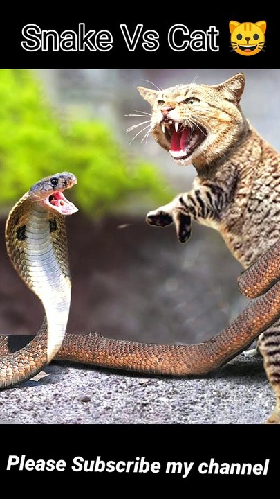 Cat vs Snake
