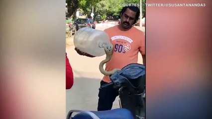 Viral Viral Ular Kobra King Keluar dari Batok Lampu Sepeda Motor