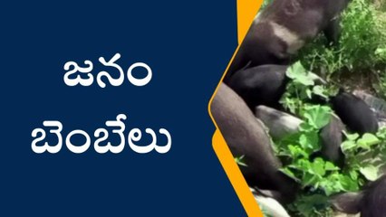 కడప: భయంతో తలుపులు మూసేసి కూర్చుంటున్న కమలాపురం ప్రజలు... ఎందుకంటే?