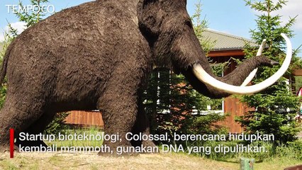 Startup Bioteknologi di AS Usung Proyek Hidupkan Kembali Mammoth
