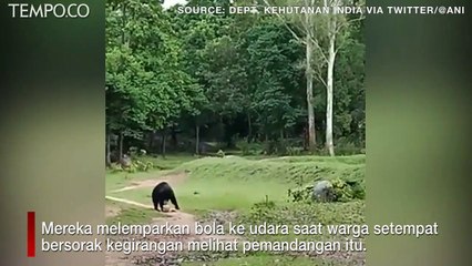 Video Viral, Beruang Liar Terlihat Bermain Sepak Bola di India