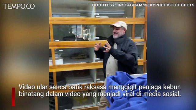 Viral, Ular Piton Raksasa Menyerang dan Menggigit Penjaga Kebun Binatang