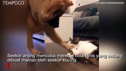 Viral, Pertahankan Bola, Kucing Ini Menggigit Kaki Anjing dan Menamparnya