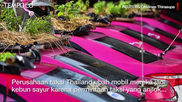 Ratusan Taksi di Thailand Diubah Jadi Kebun Sayur karena Krisis Pandemi Covid-19
