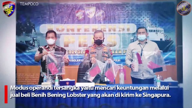 Ditpolair Korpolairud Baharkam Polri Gagalkan Penyelundupan Benih Bening Lobster