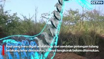 Arkeolog Temukan Potongan Baru Fosil Dinosaurus di Yunnan