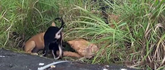 Ela Veezha Poonchira (2022) Malayalam Pt. 2