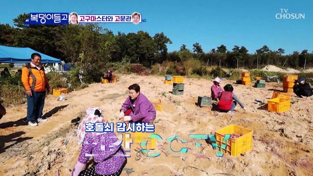 농촌 일손 돕기 시작~! 고구마 캐는 일이 쉽지 않는 호돌쇠 TV CHOSUN 221123 방송