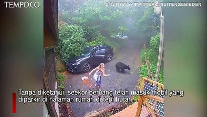 Viral, Mobil Diparkir Dimasuki Beruang, Wanita Ini Histeris Lari Ketakutan