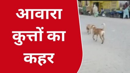 एटा: सड़क पर घूम रहें खूंखार शिकारियों के आतंक से लोग परेशान