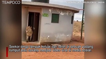 Singa Keluar dari Toilet di Tengah Savana, Netizen Sebut Biar Hutan Tetap Bersih