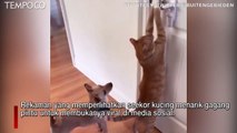 Kucing Lihai Buka Pintu dan Tirukan Pemiliknya Menyisir Rambut