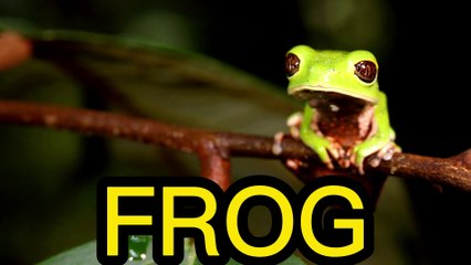 FROG the amphibian