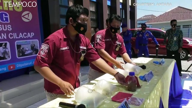 Polisi Ungkap Kasus Jual Beli Benih Bening Lobster di Cilacap