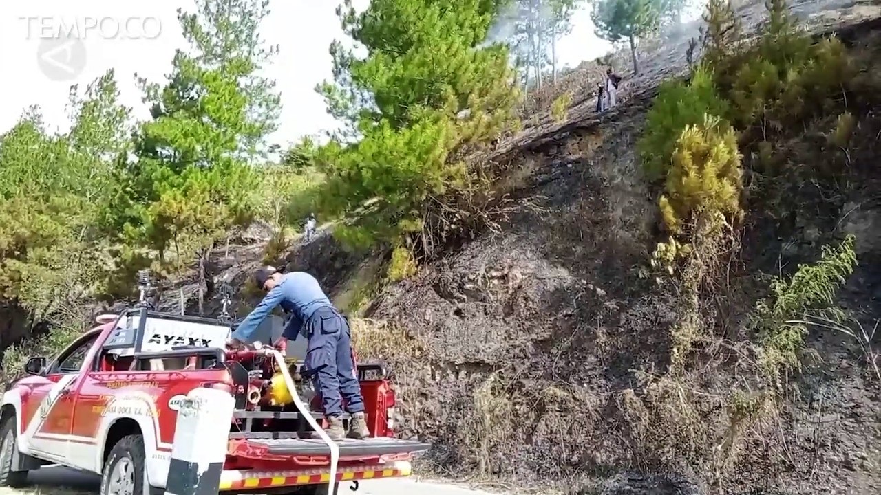 Buang Puntung Rokok Sembarangan, 8 Hektare Lahan Hutan Pinus Terbakar