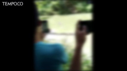 Detik-detik Jasad Pelajar di Kabupaten Buton Dibawa Buaya