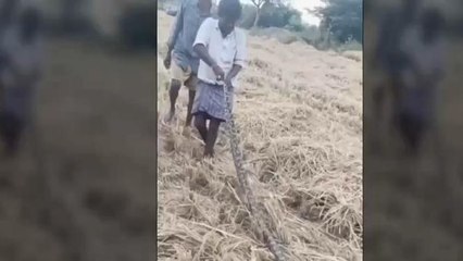 రైతులను పరుగులు పెట్టించిన కొండచిలువ